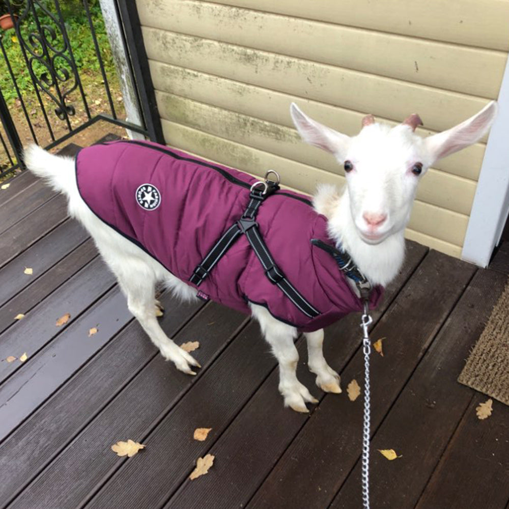 Pawspire™ UrbanShield Dog Vest – Waterproof & Built-In Harness
