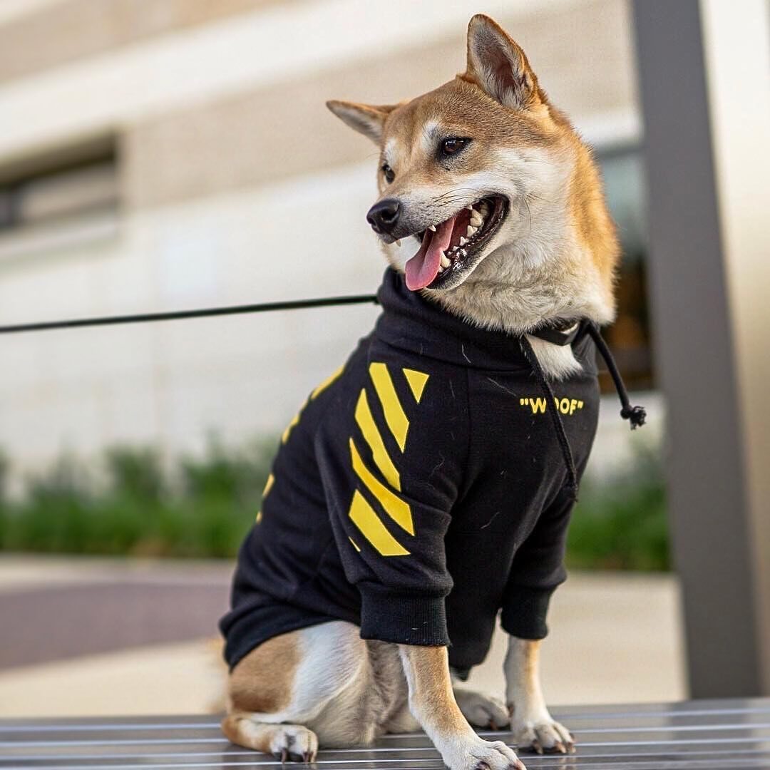 StreetStyle Velvet Pet Hoodie – Limited Edition by Pawspire™
