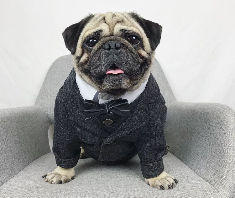 Formal Suit for Pets – Elite Edition