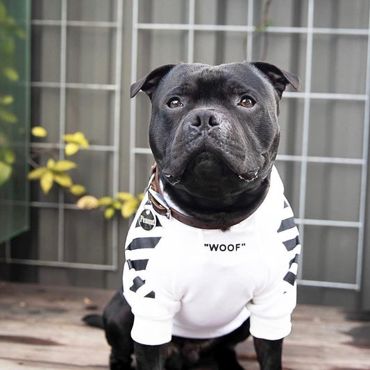 StreetStyle Velvet Pet Hoodie – Limited Edition by Pawspire™