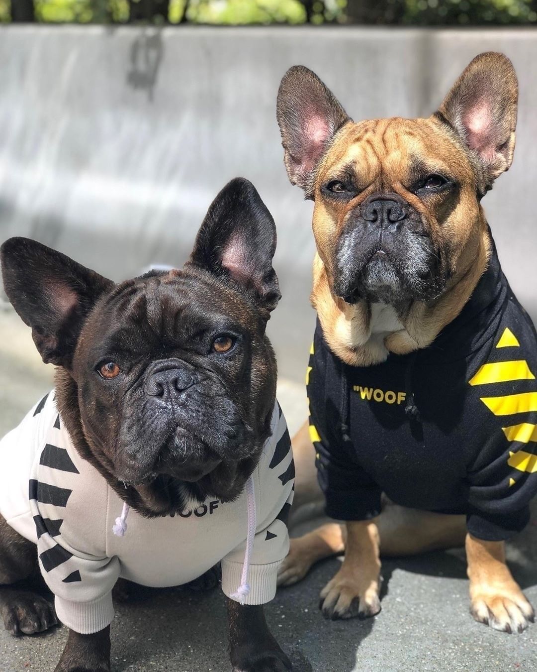 StreetStyle Velvet Pet Hoodie – Limited Edition by Pawspire™