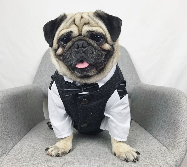 Formal Suit for Pets – Elite Edition