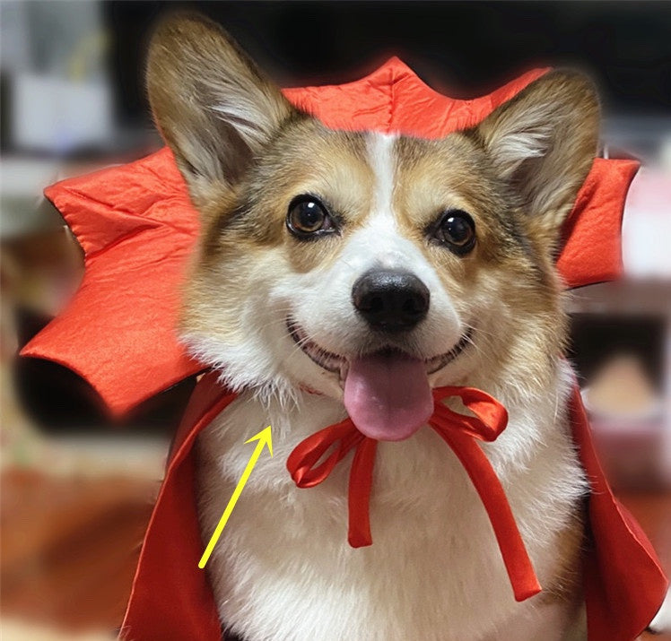 Vampire Pet Costume – Dracula Edition